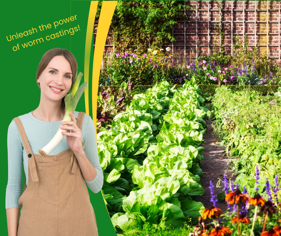 Unleash the Power of Worm Castings in your Garden