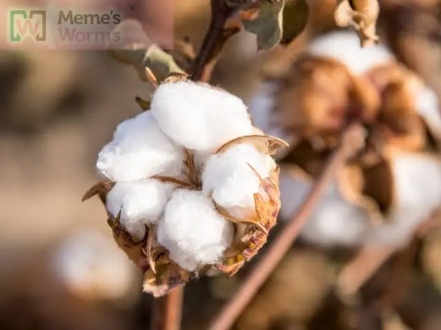 Cotton Compost