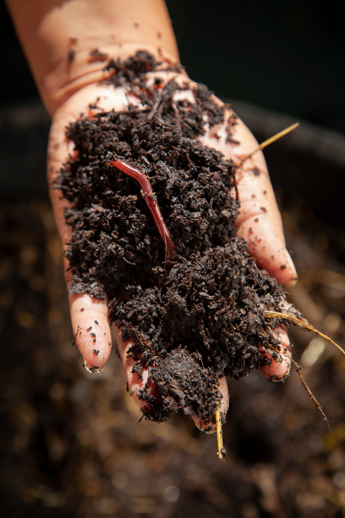 European Nightcrawler Composting Worms