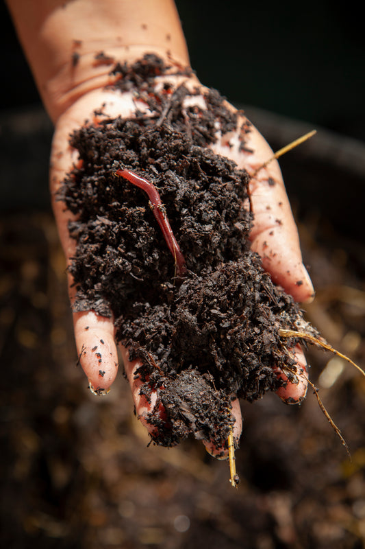 European Nightcrawler Composting Worms