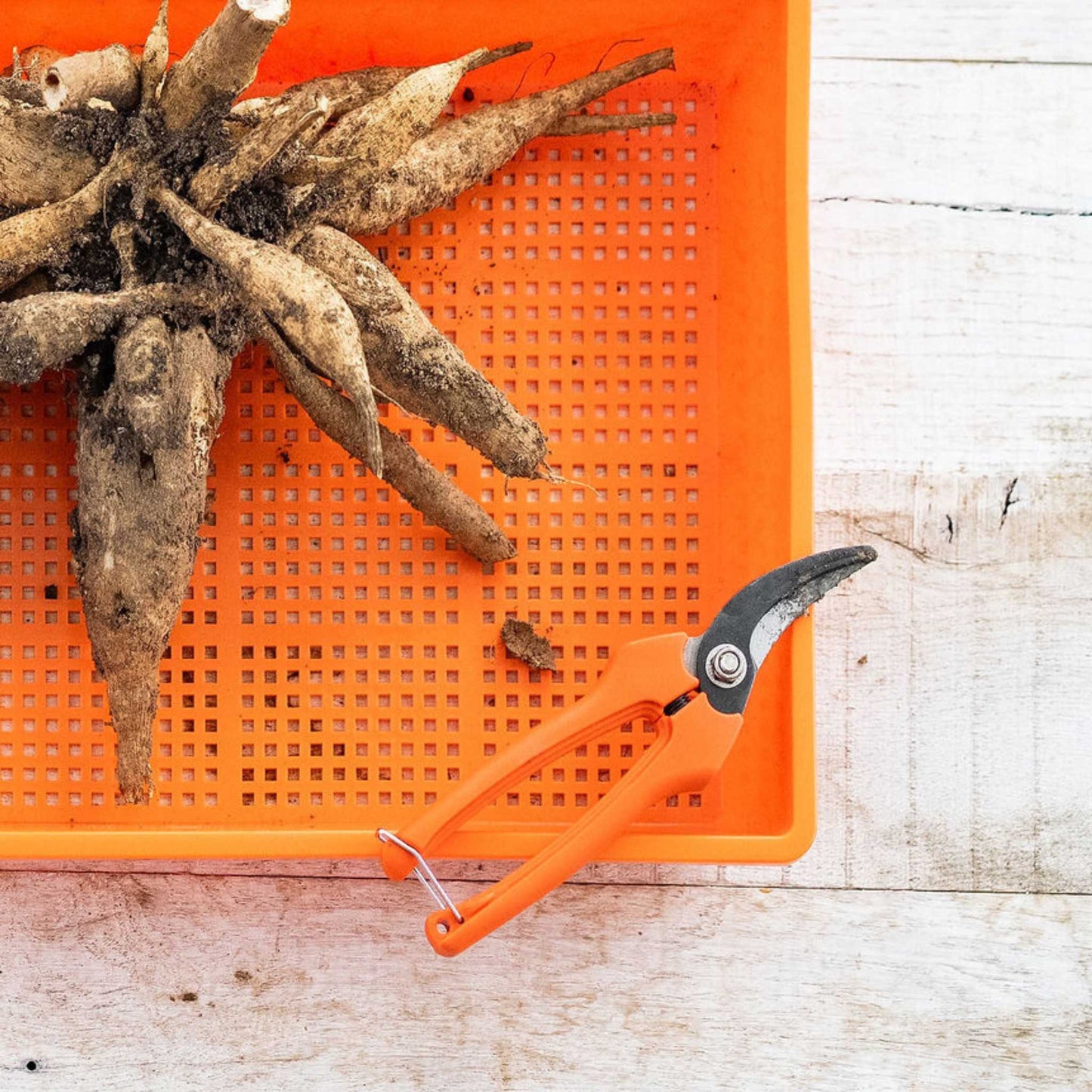 Harvesting Pruning Shears | 185 mm