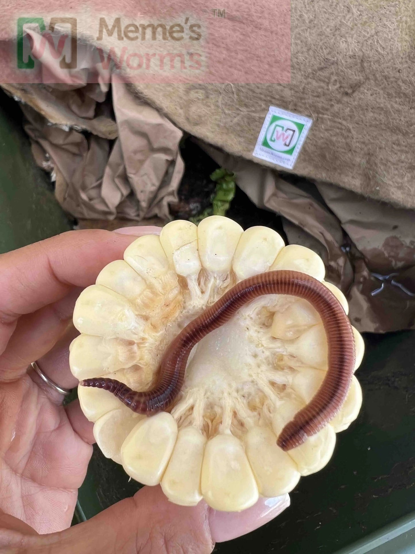 Pure European Nightcrawler Composting Worms (SC)