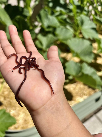 Red Wiggler Composting Worms (SC)
