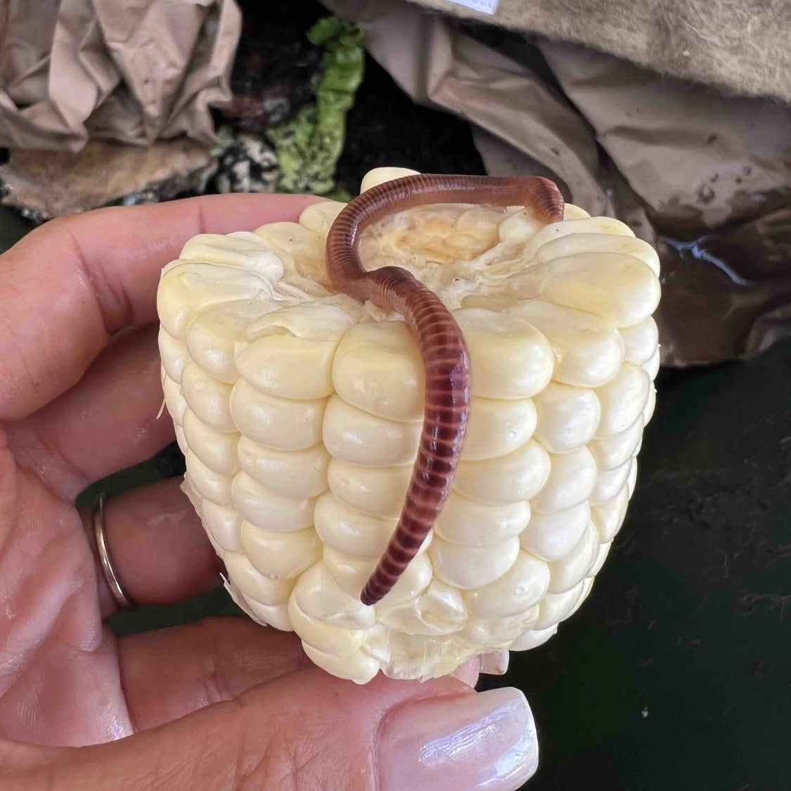Pure European Nightcrawler Composting Worms