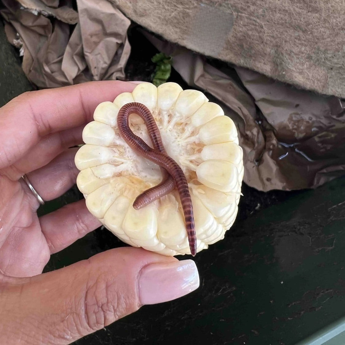 Pure European Nightcrawler Composting Worms