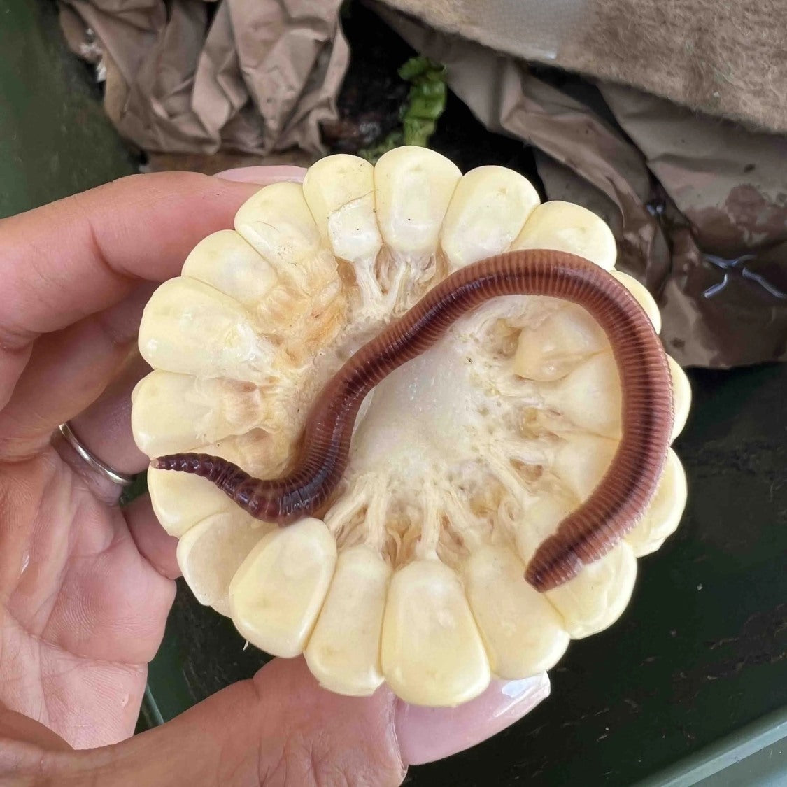 Pure European Nightcrawler Composting Worms