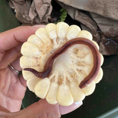 Pure European Nightcrawler Composting Worms