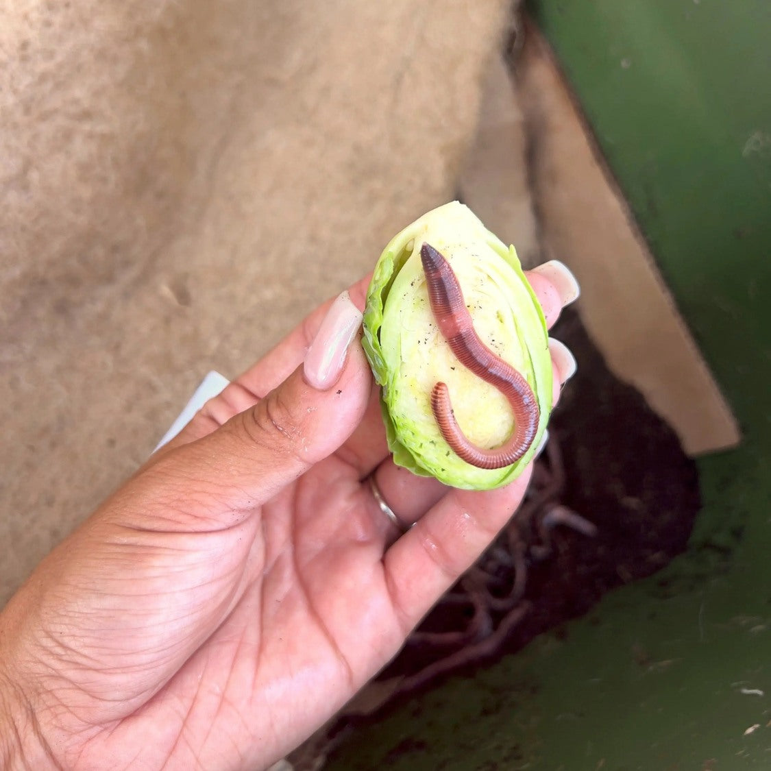 Pure European Nightcrawler Composting Worms