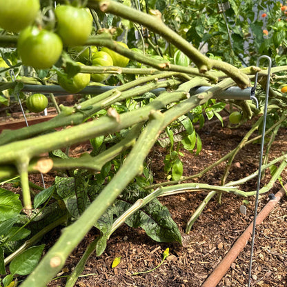 Vine Buddy Trellis Support