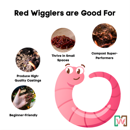 Ready-to-Go Ecosystem with Esienia fiteda composting worms