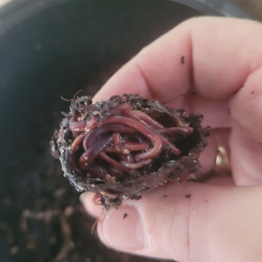 Red Wiggler Composting Worms